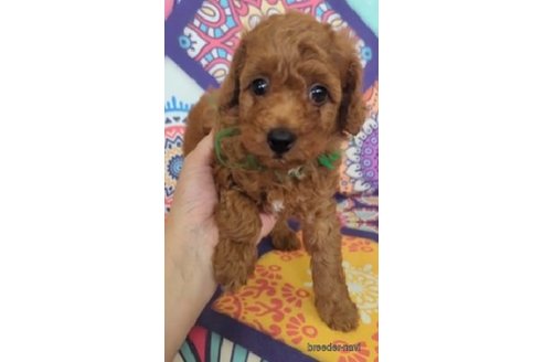 成約済の福岡県のトイプードル-247107の1枚目